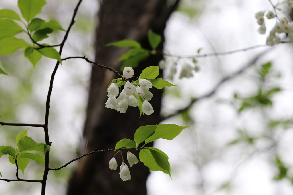 mountain silverbell from Chimneys Picnic Area, Great Smoky Mountains ...