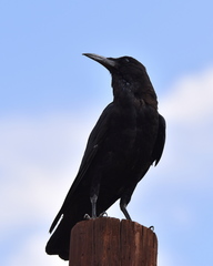 Corvus capensis capensis