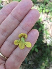 Viola lobata integrifolia