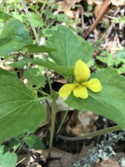 Viola lobata integrifolia