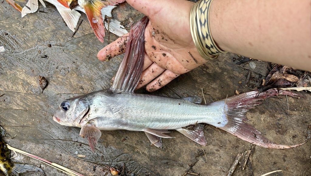 Longdorsal catfish (Chrysichthys longidorsalis) — Claroteidae