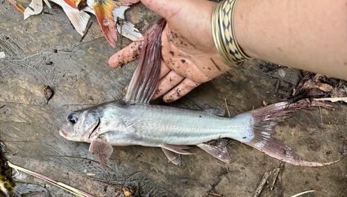 Longdorsal catfish (Chrysichthys longidorsalis) — Claroteidae