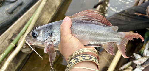Longdorsal catfish (Chrysichthys longidorsalis) — Claroteidae — 2