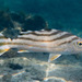 細鱗鯻 彎紋釘公 花身雞魚 - Photo 由 Francois Libert 所上傳的 (c) Francois Libert，保留部份權利CC BY-NC