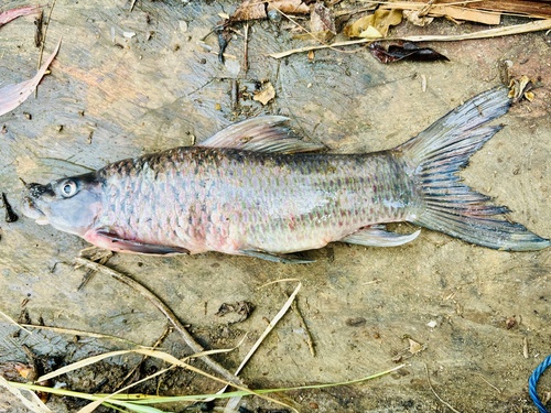 Bates's labeo (Labeo batesii) — Cyprinidae