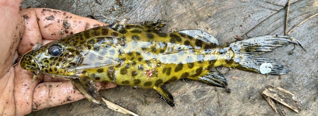 Rebel's squeaker (Synodontis rebeli) — Mochokidae