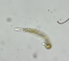 Euglena mutabilis