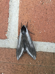 Sphinx perelegans