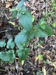 Stachys rigida quercetorum