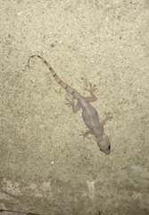 Hemidactylus mabouia