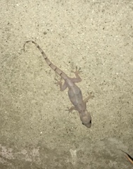 Hemidactylus mabouia