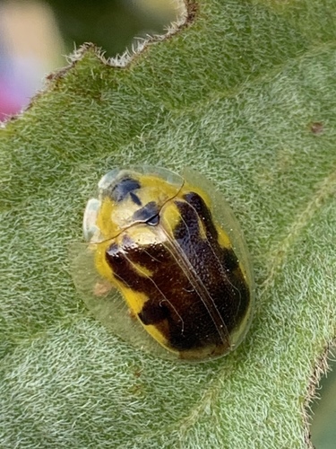 Iridescent Tortoise Beetle photo 2