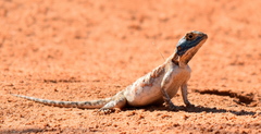 Agama aculeata