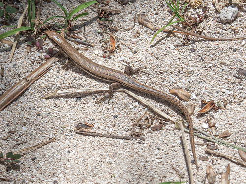 Strand Litter Skink, Caledoniscincus haplorhinus