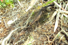 Pholidobolus vertebralis