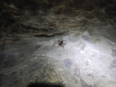 Loxosceles yucatana