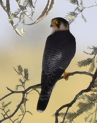 Falco chicquera