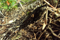 Pholidobolus vertebralis