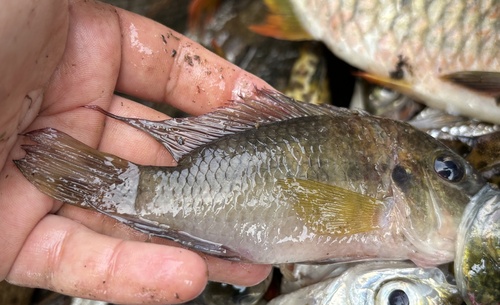 Günther's Mouthbrooder