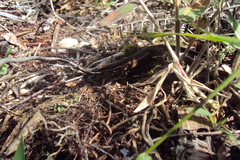 Pholidobolus vertebralis