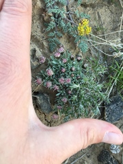 Antennaria dimorpha