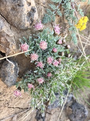 Antennaria dimorpha