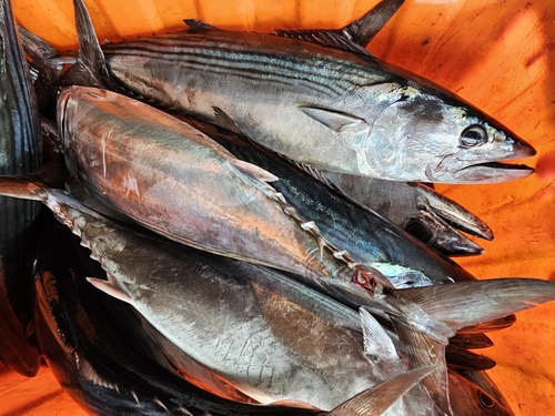 ハガツオ