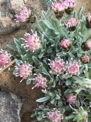 Antennaria dimorpha