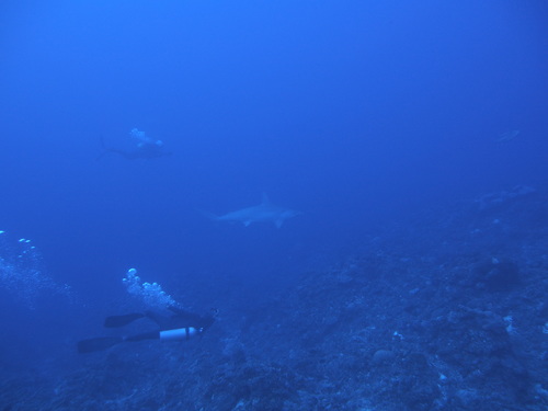 Scalloped Hammerhead Shark
