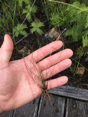 Eleocharis gracilis