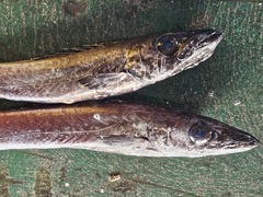 クロシビカマス