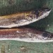 クロシビカマス