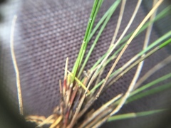 Eleocharis gracilis
