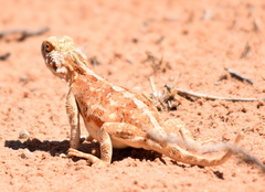 Agama aculeata