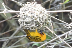 Orange Weaver photo 4