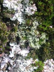 Arthoniomycetes