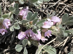 Astragalus tridactylicus