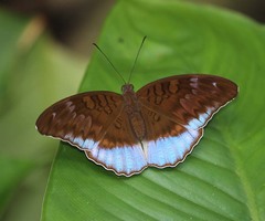 Tanaecia godartii asoka