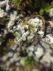 Arthoniomycetes