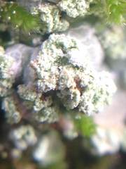 Arthoniomycetes