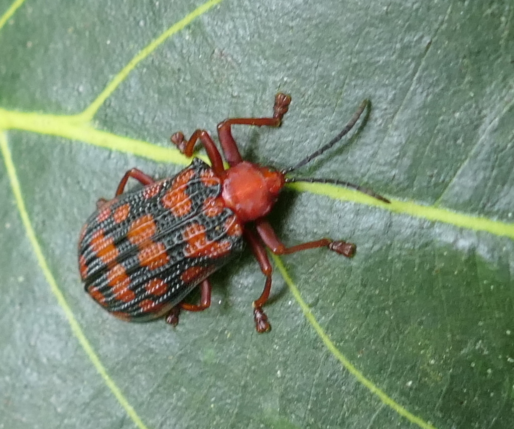 Sceloenopla maculata from Zona rural de Paudalho - Pernambuco on ...