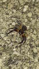 Xysticus texanus