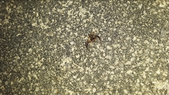 Xysticus texanus