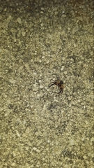 Xysticus texanus