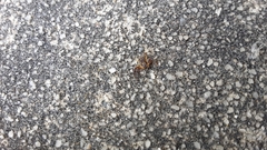 Xysticus texanus
