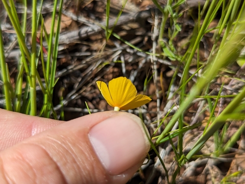 Image of Eschscholzia hypecoides by (c) Alexander Wentworth, some rights reserved (CC BY)