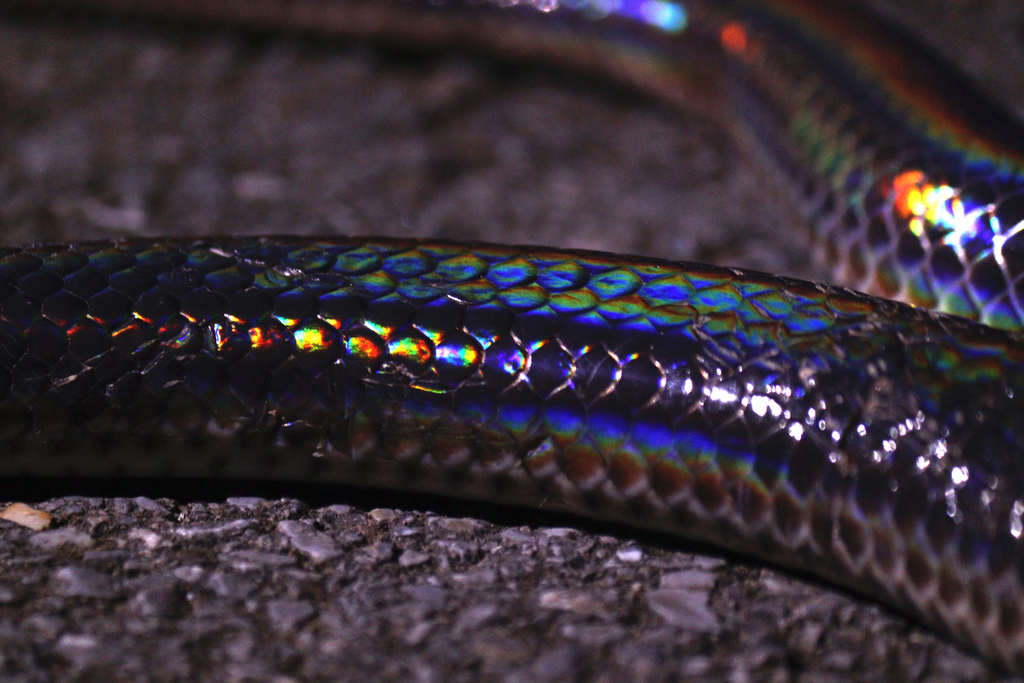 Asian Sunbeam Snake from 中国云南省西双版纳傣族自治州勐腊县版纳植物园 邮政编码: 666304 on ...