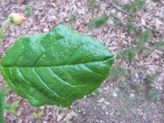 Rhododendron pilosum