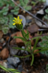 Rigiopappus leptocladus