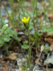 Rigiopappus leptocladus